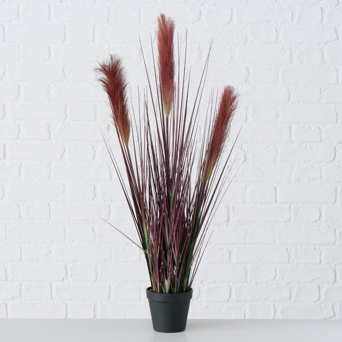 2006069 dísznövény ,Bristle Millet, Ma78 cm "k"